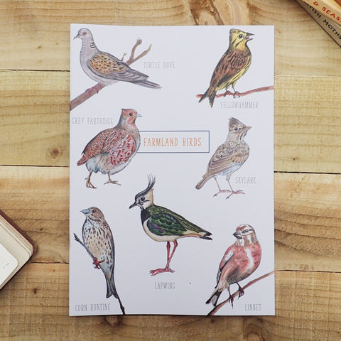 Farmland Birds A4 Illustrated Lined Notebook