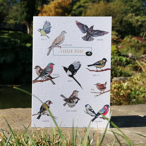 Nature Guide: British Garden Birds Illustration Blank Greetings Card