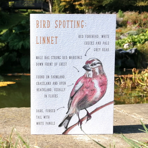Birdwatching: Linnet Blank Greetings Card