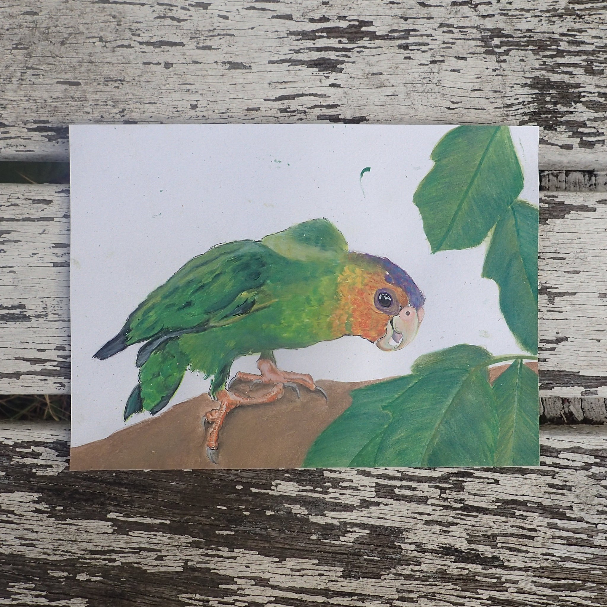 Buff-Faced Pygmy Parrot Watercolour: Tits, Boobies & Loons