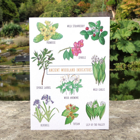 Botanical Ancient Woodland Indicators Blank Greetings Card