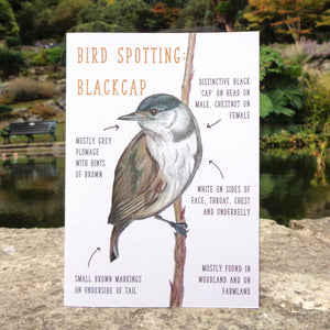 Birdwatching: Blackcap Blank Greetings Card