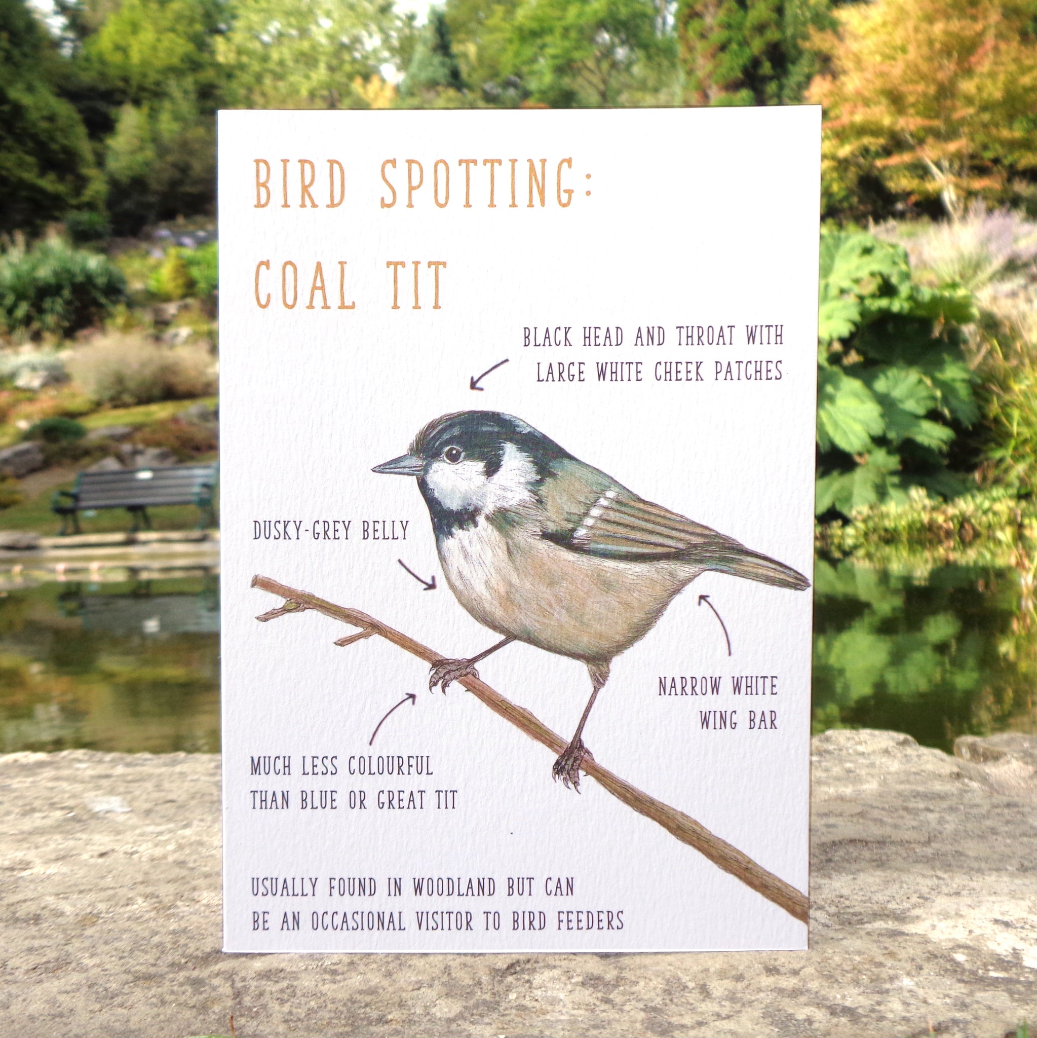 Birdwatching: Coal Tit Blank Greetings Card