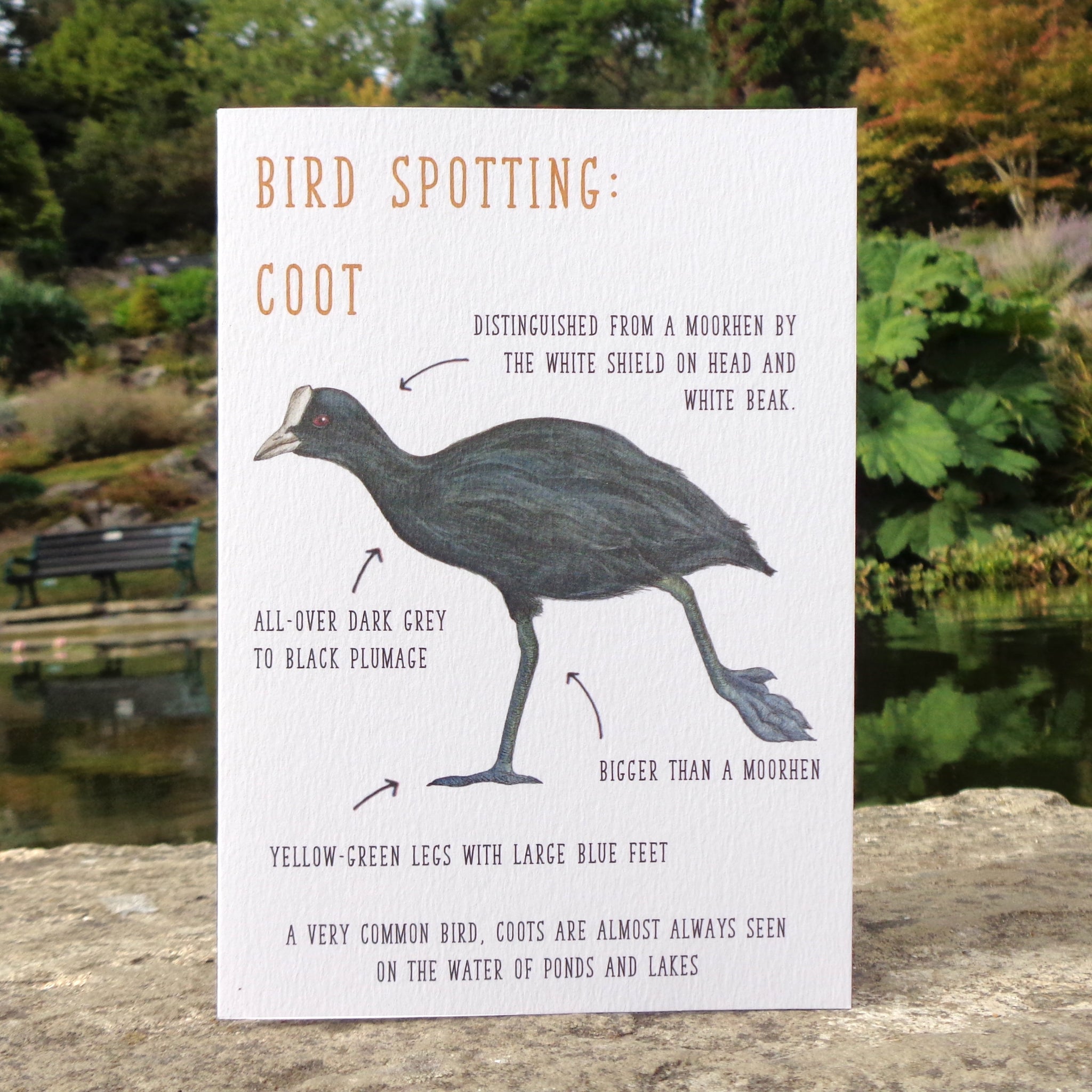 Birdwatching: Coot Blank Greetings Card