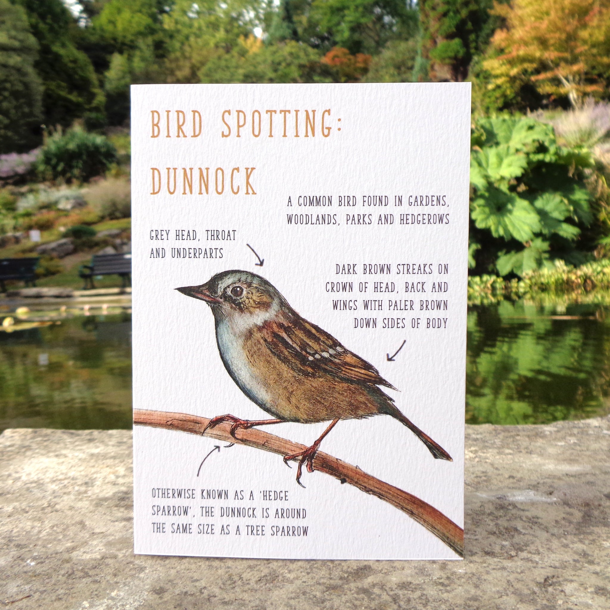 Birdwatching: Dunnock Blank Greetings Card