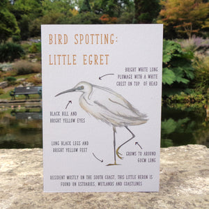 Birdwatching: Little Egret Blank Greetings Card