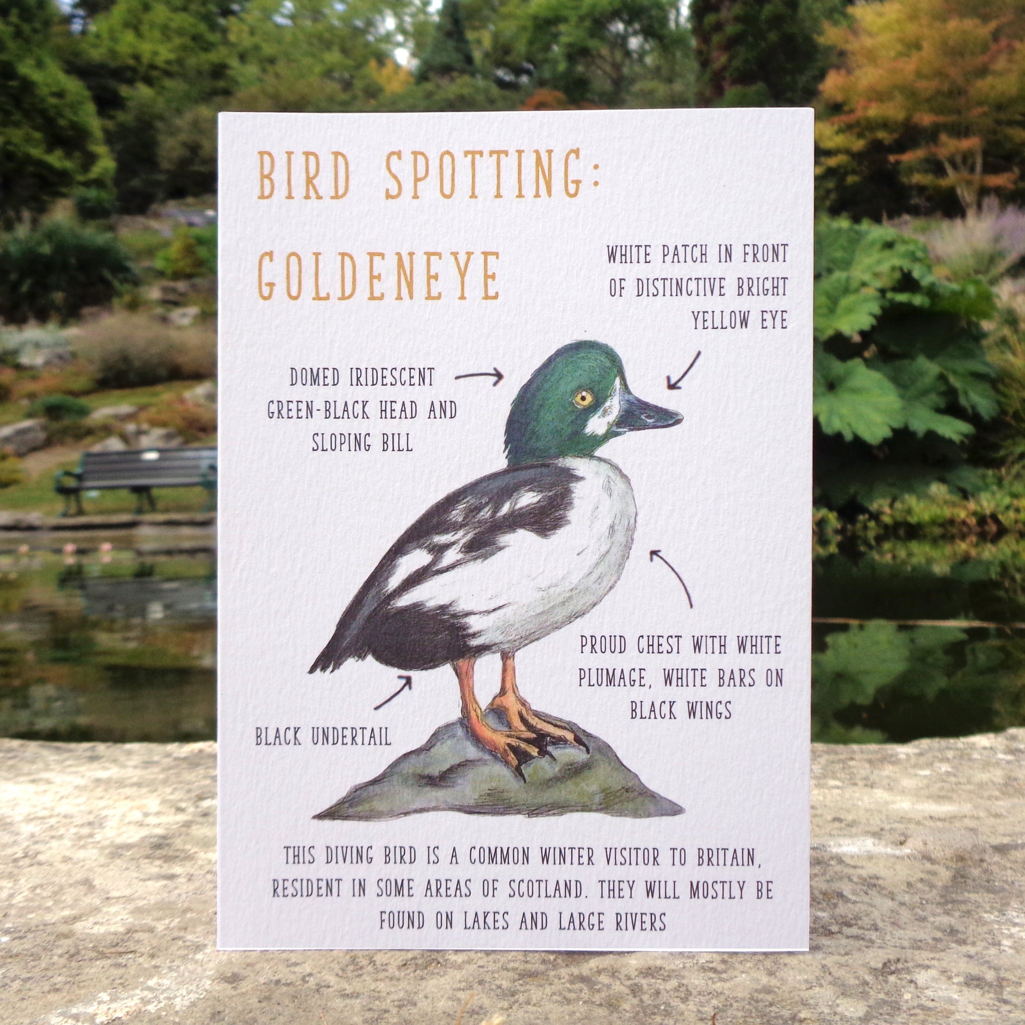 Birdwatching: Goldeneye Blank Greetings Card