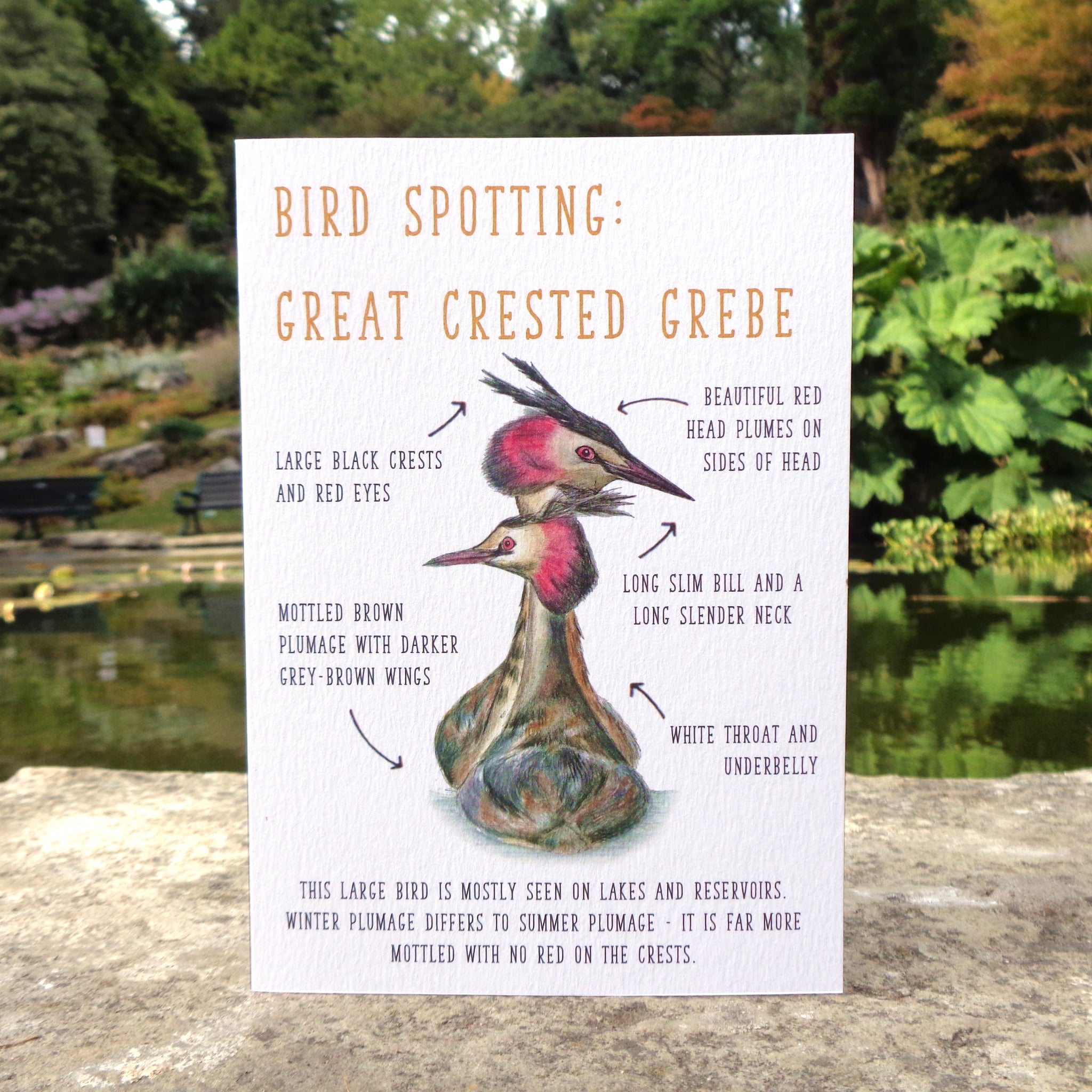 Birdwatching: Great Crested Grebe Blank Greetings Card