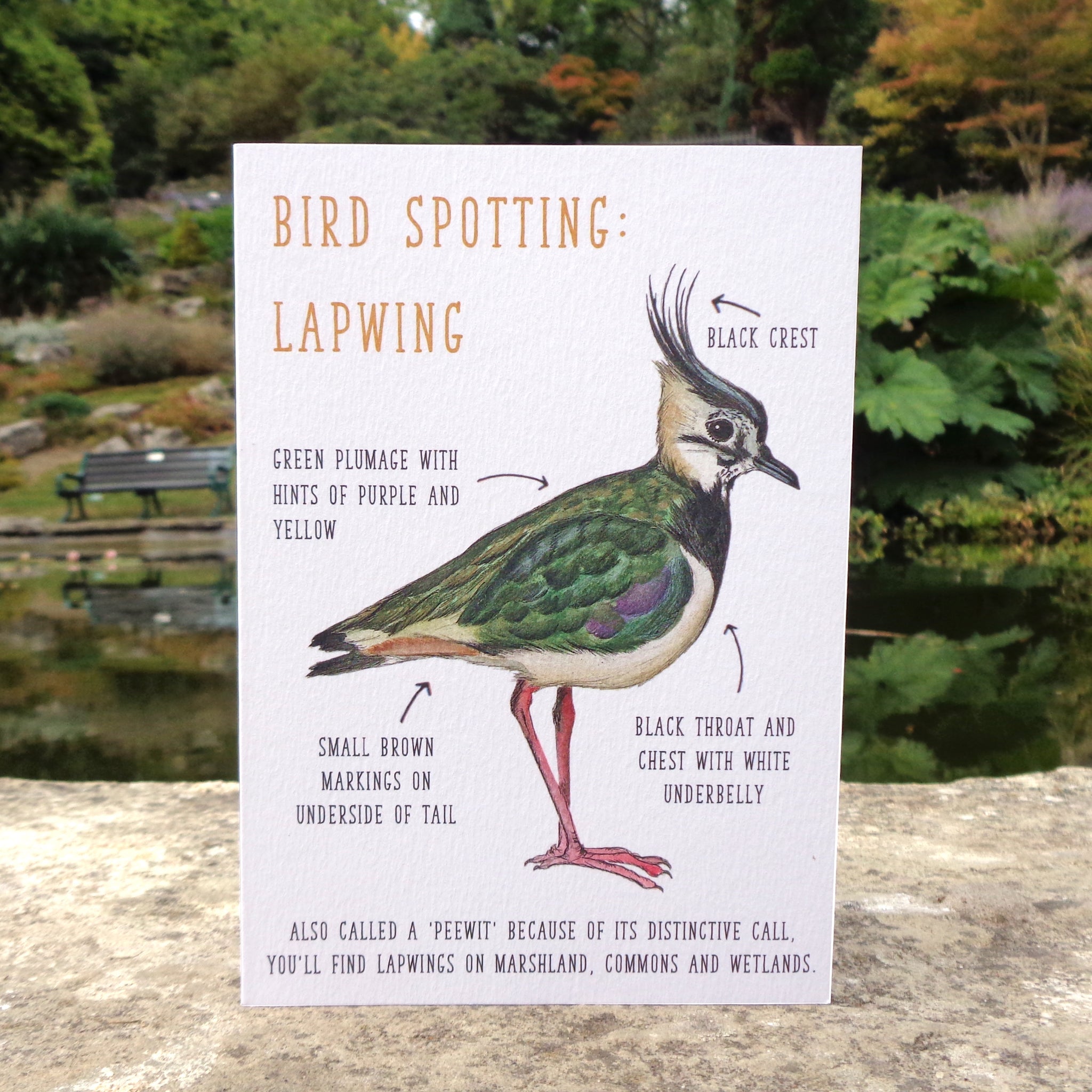 Birdwatching: Lapwing Blank Greetings Card