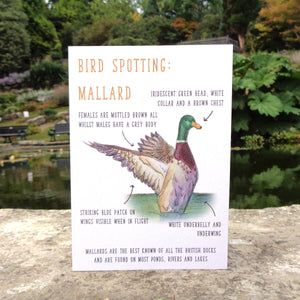 Birdwatching: Mallard Blank Greetings Card