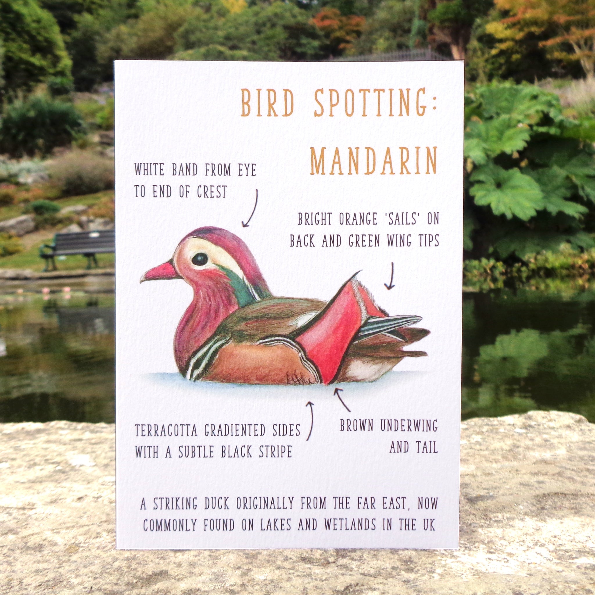 Birdwatching: Mandarin Blank Greetings Card