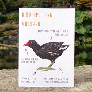 Birdwatching: Moorhen Blank Greetings Card