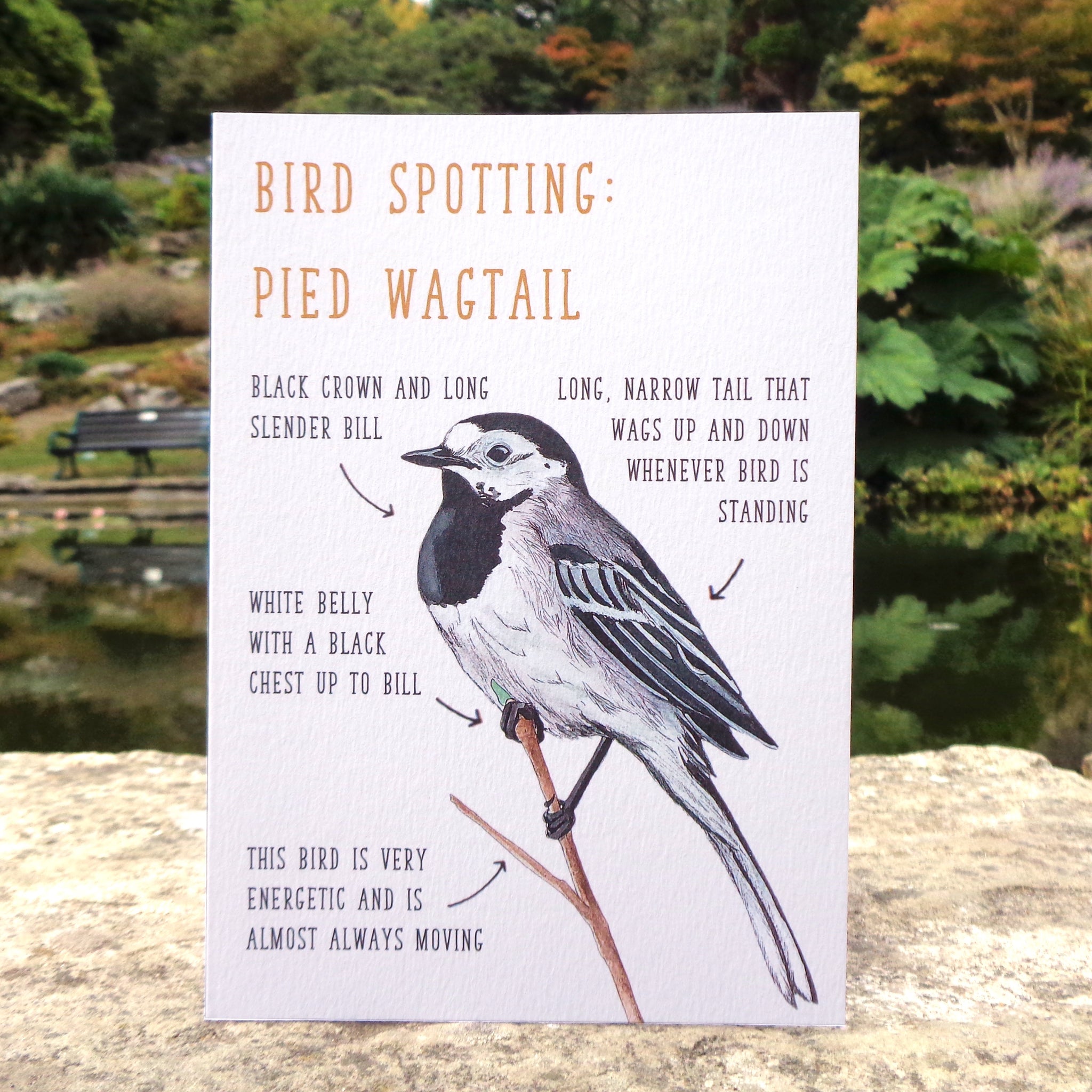 Birdwatching: Pied Wagtail Blank Greetings Card