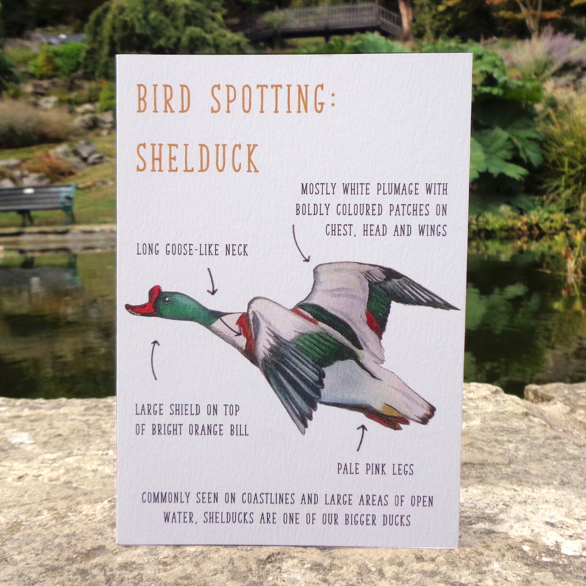 Birdwatching: Shelduck Blank Greetings Card