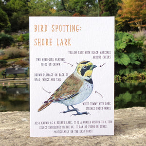 Birdwatching: Shore Lark Blank Greetings Card