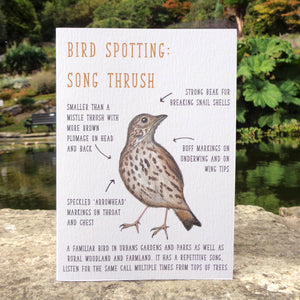 Birdwatching: Song Thrush Blank Greetings Card