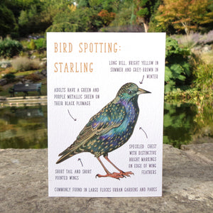 Birdwatching: Starling Blank Greetings Card