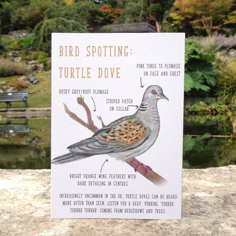 Birdwatching: Turtle Dove Blank Greetings Card