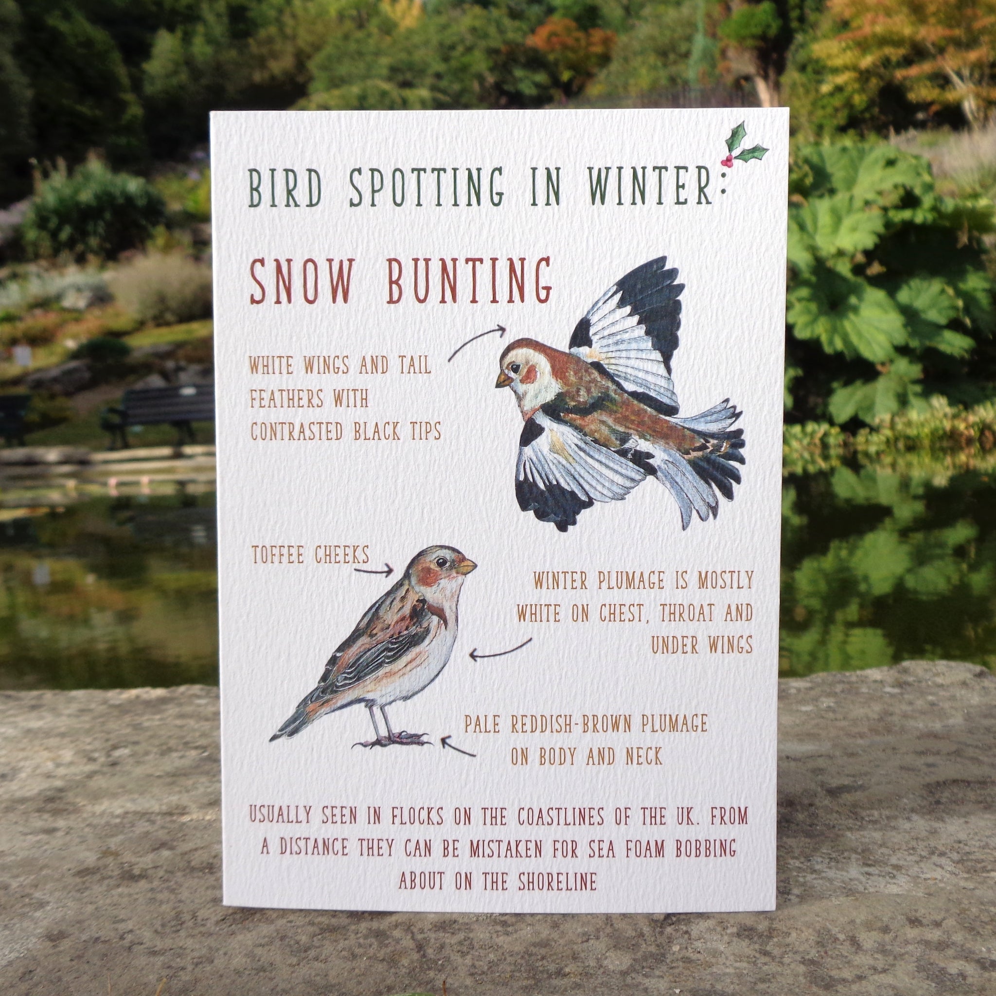 Birdwatching: Snow Bunting Blank Greetings Card