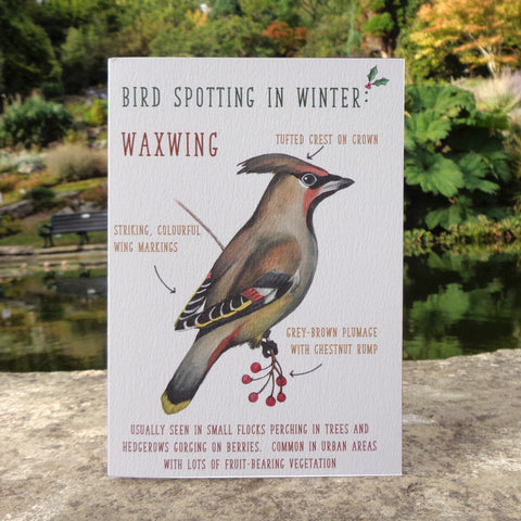 Birdwatching: Waxwing Blank Christmas Greetings Card