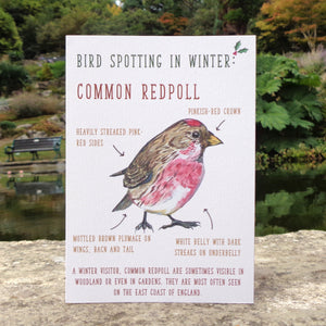Birdwatching: Redpoll Blank Christmas Greetings Card