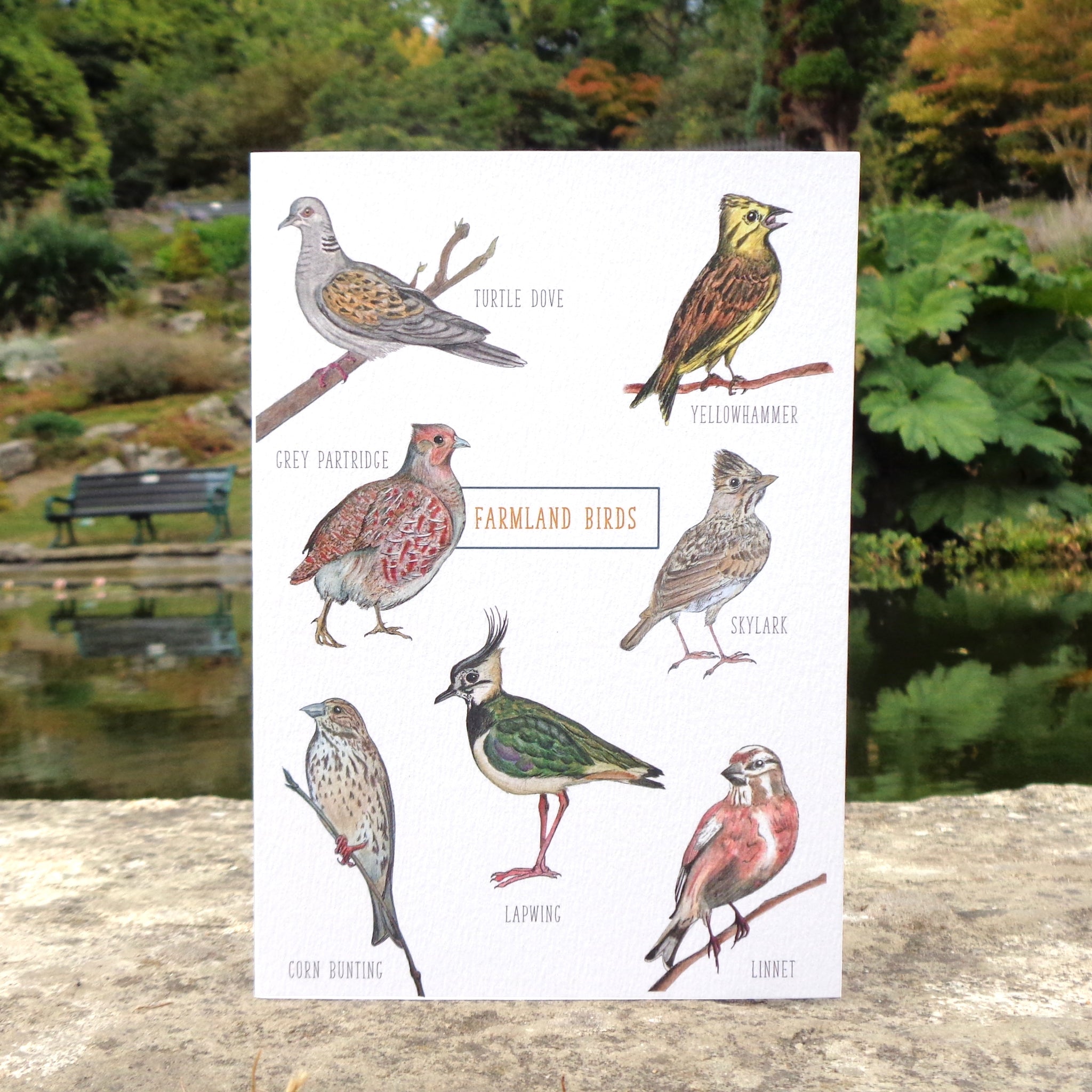 Farmland Birds Blank Greetings Card