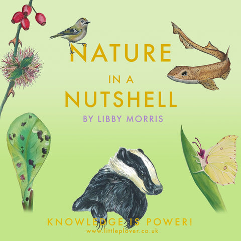 Nature in a Nutshell Box Set - Three Month Subscription