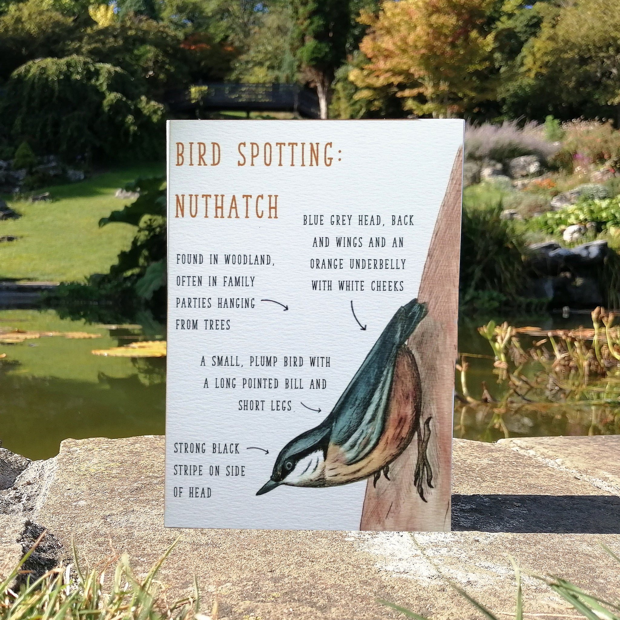 Birdwatching: Nuthatch Blank Greetings Card