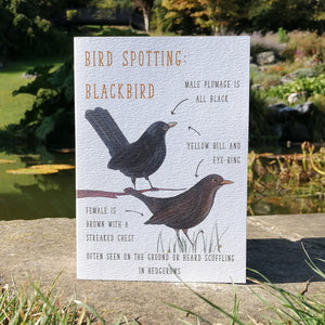 Birdwatching: Blackbird Blank Greetings Card