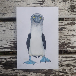Blue Footed Booby Original Watercolour: Tits, Boobies & Loons