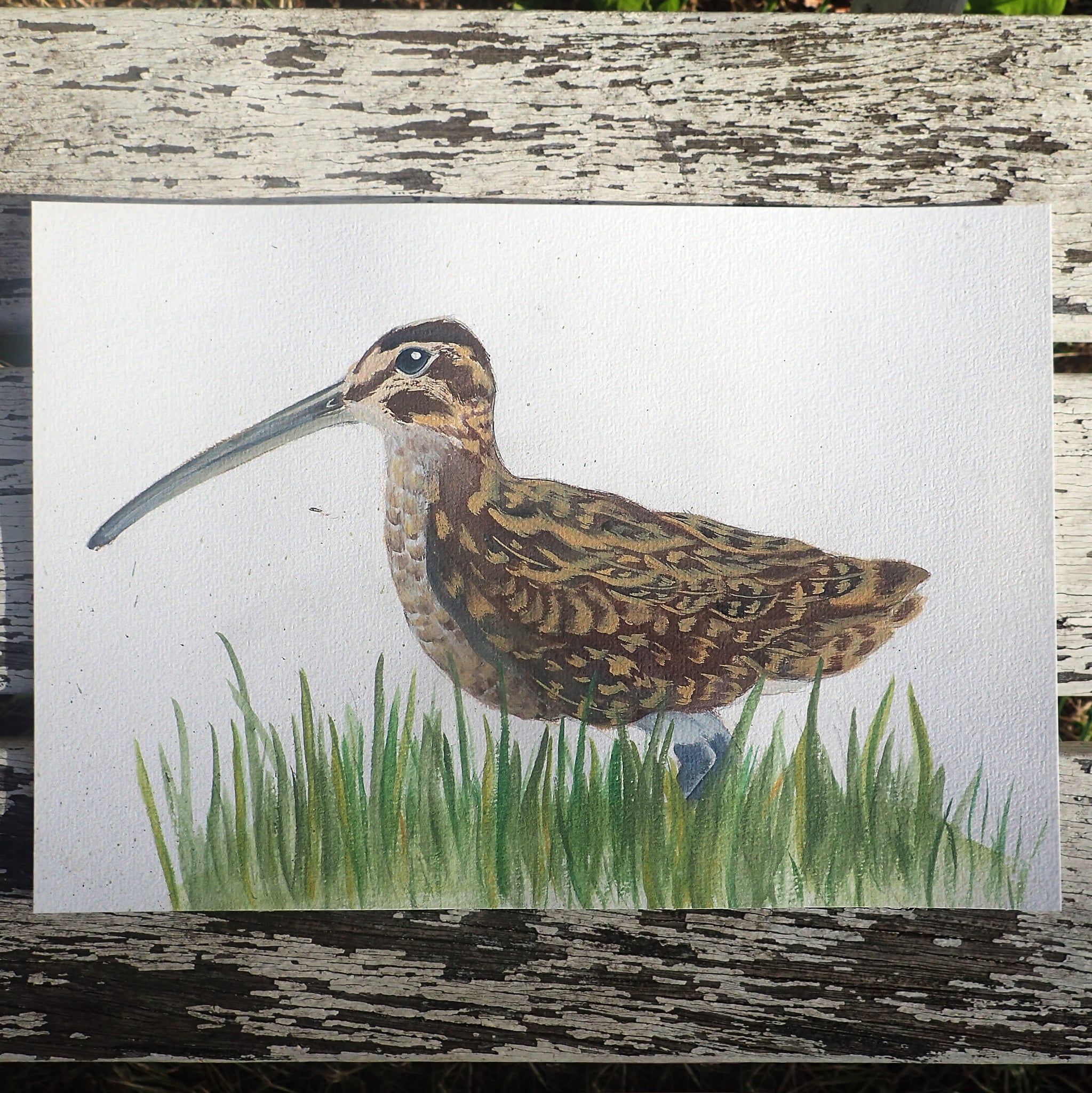 Bristly Thighed Curlew Original Watercolour: Tits, Boobies & Loons