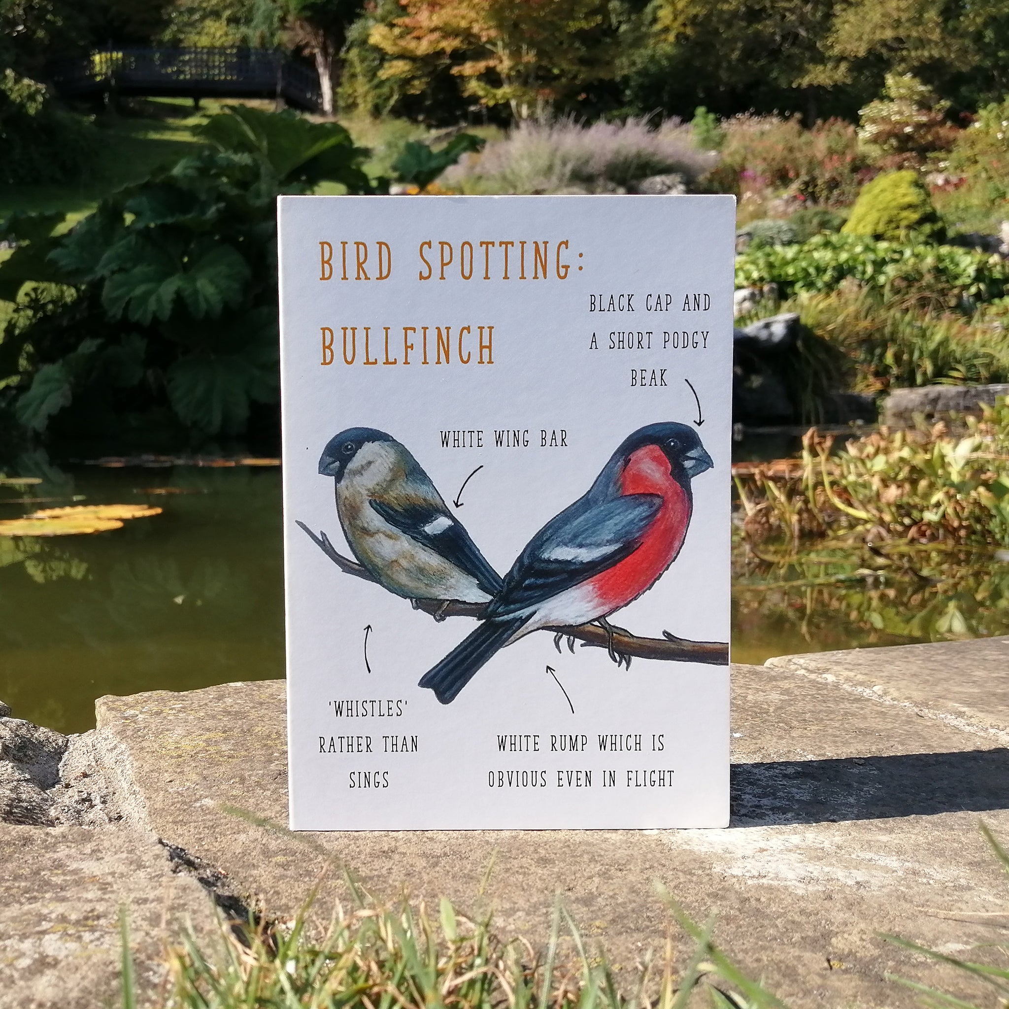 Birdwatching: Bullfinch Blank Greetings Card