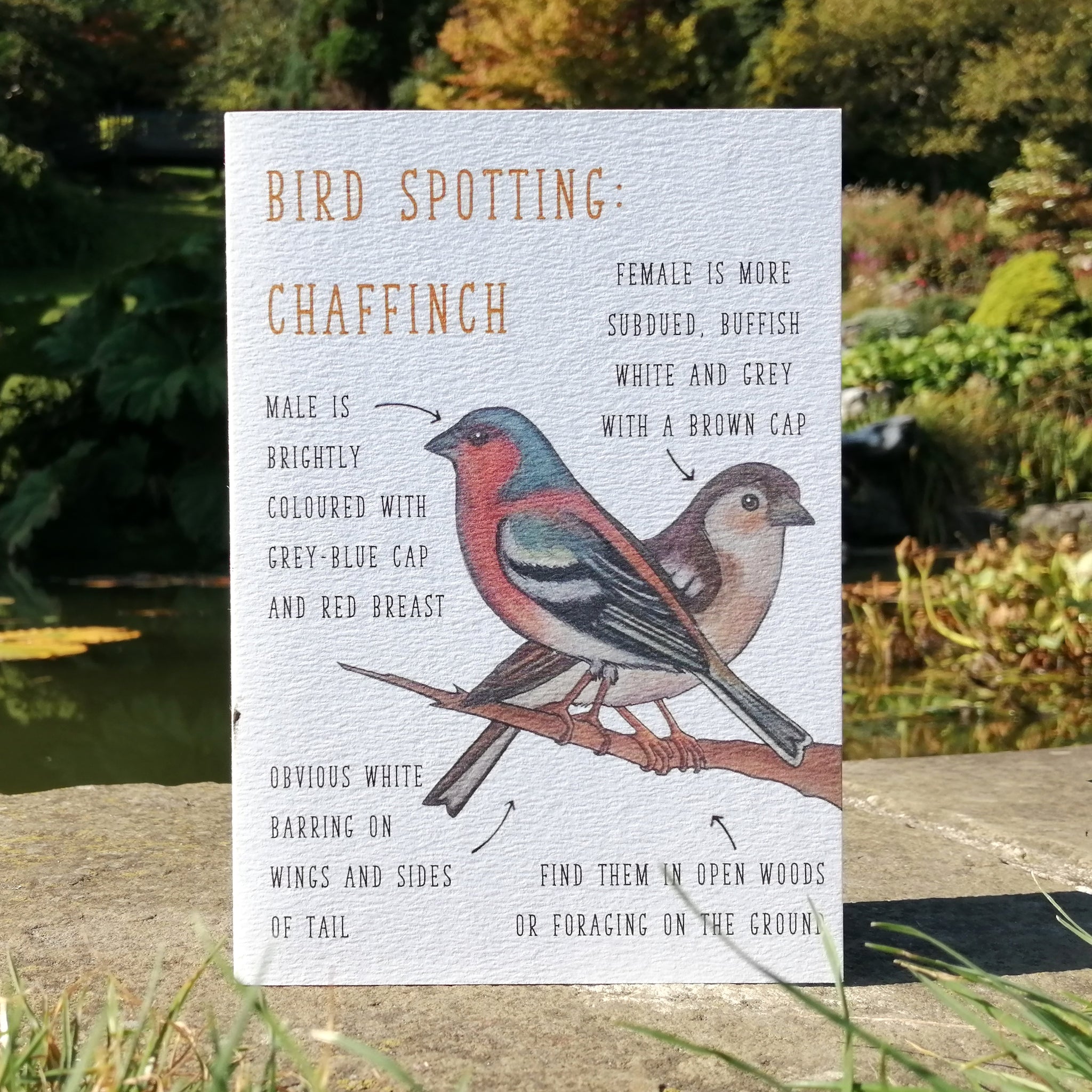 Birdwatching: Chaffinch Blank Greetings Card