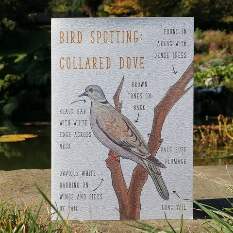 Birdwatching: Collared Dove Blank Greetings Card