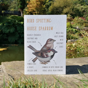 Birdwatching: House Sparrow Blank Greetings Card