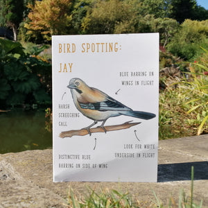 Birdwatching: Jay Blank Greetings Card