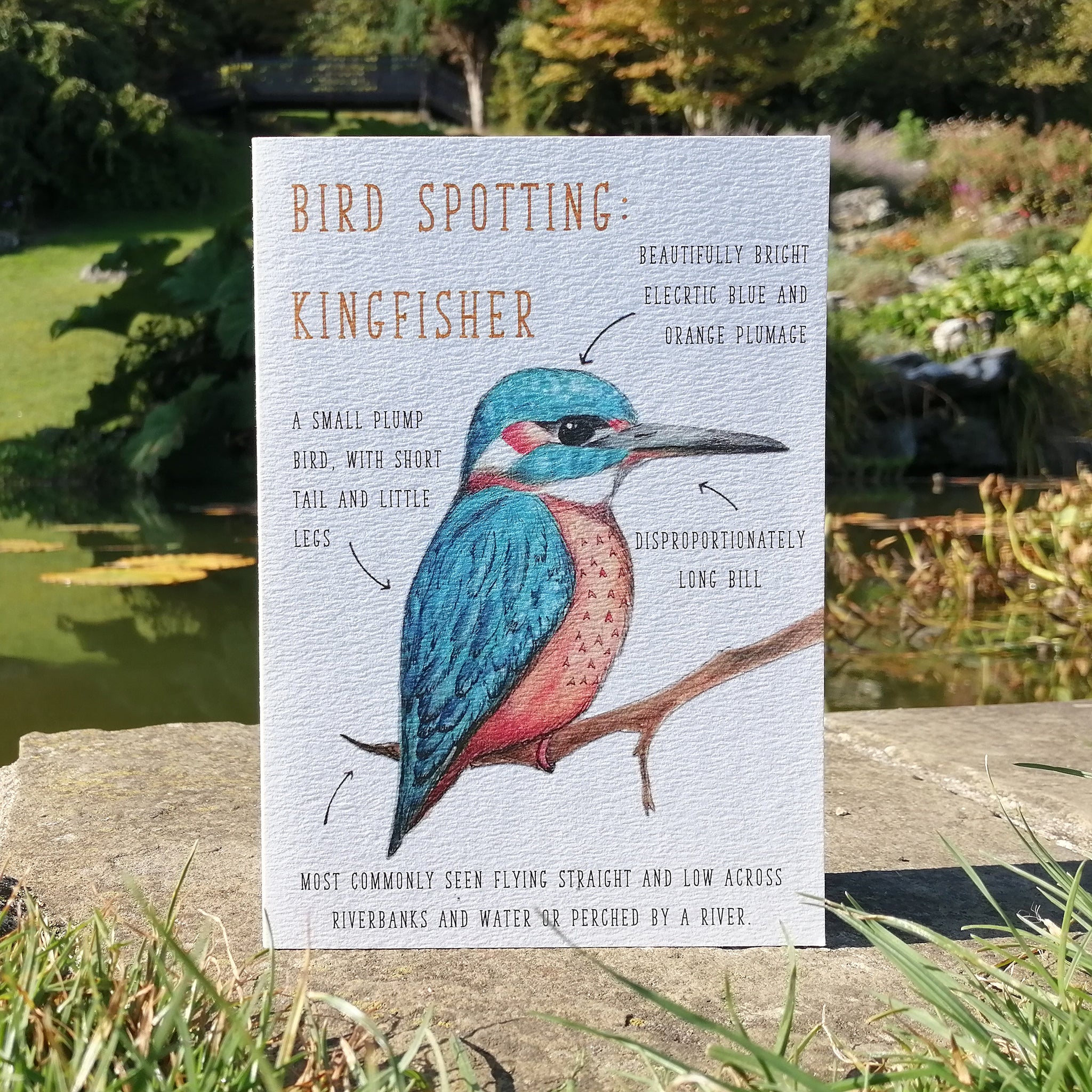 Birdwatching: Kingfisher Blank Greetings Card