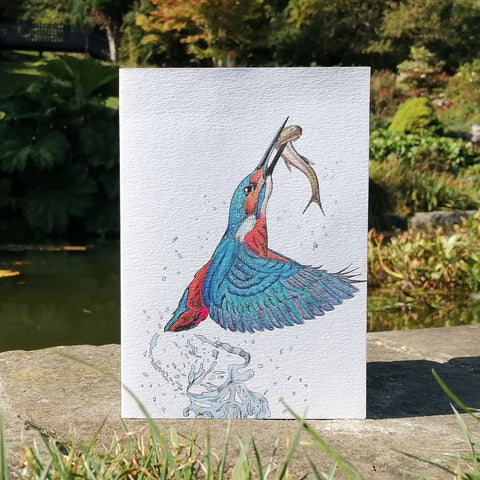 Illustration Kingfisher Fishing Blank Greetings Card