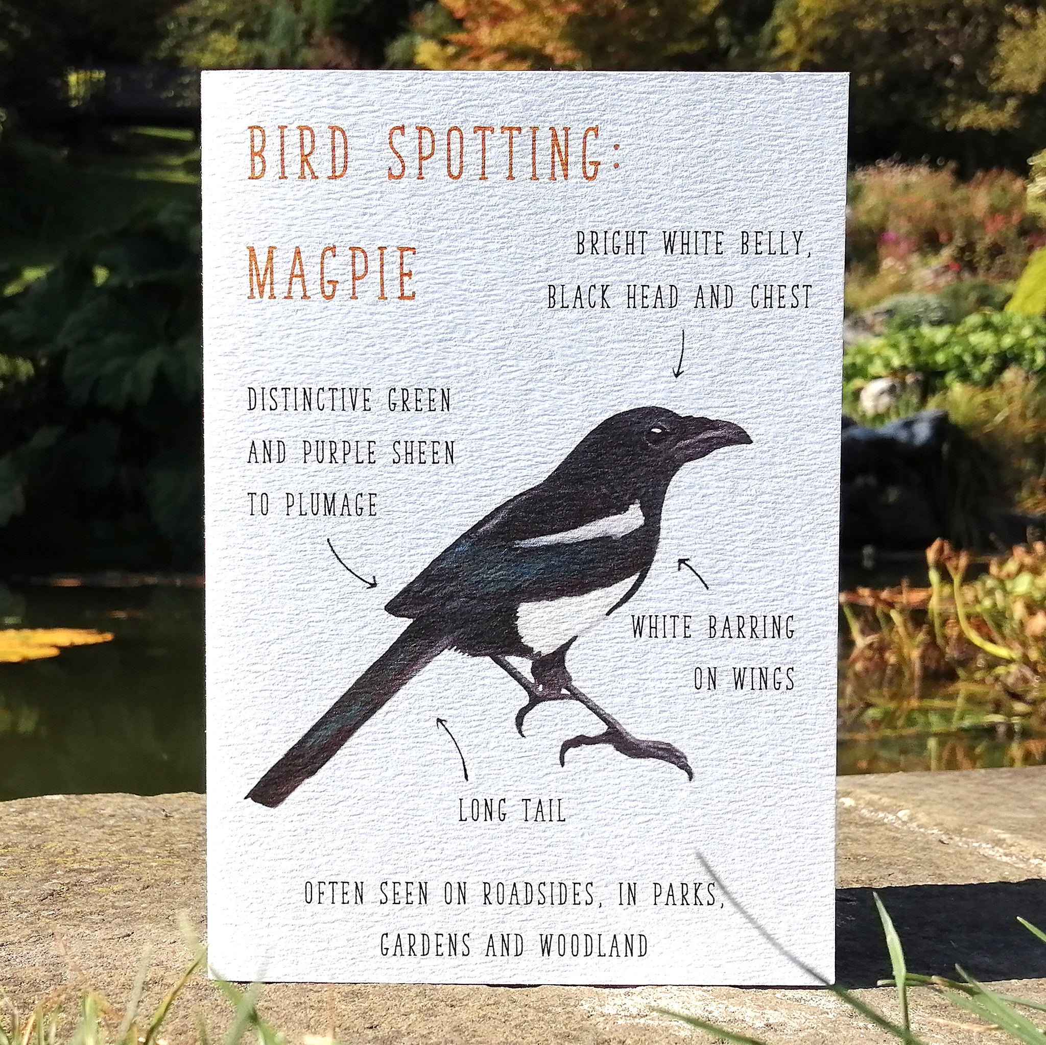 Birdwatching: Magpie Blank Greetings Card