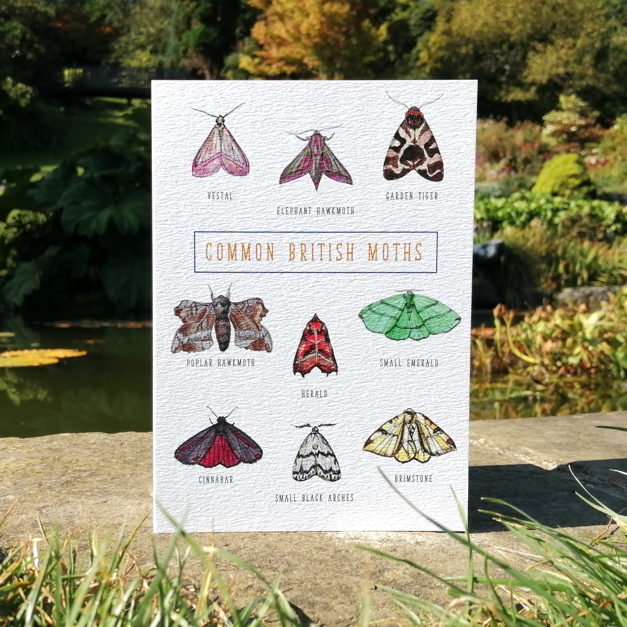 Nature Guide: Common British Moths Illustration Blank Greetings Card