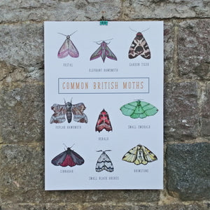 Common British Moths Illustration Fine Art Digital Print