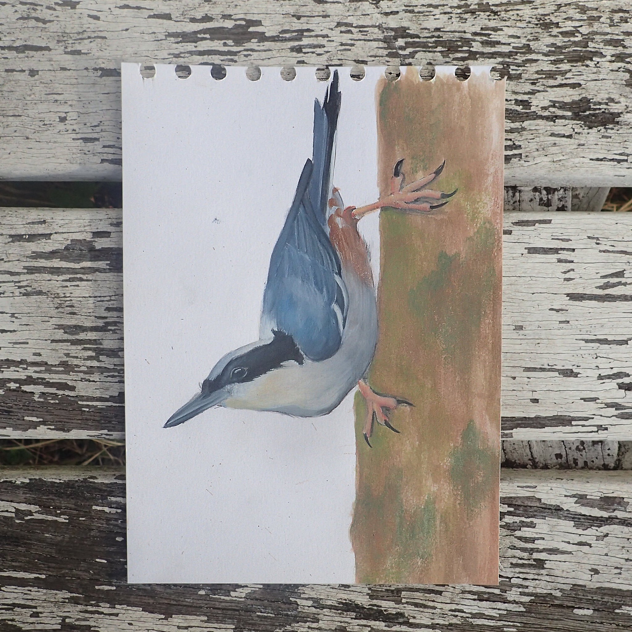 Giant Nuthatch Original Watercolour: Tits, Boobies & Loons