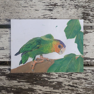 Buff-Faced Pygmy Parrot Watercolour: Tits, Boobies & Loons