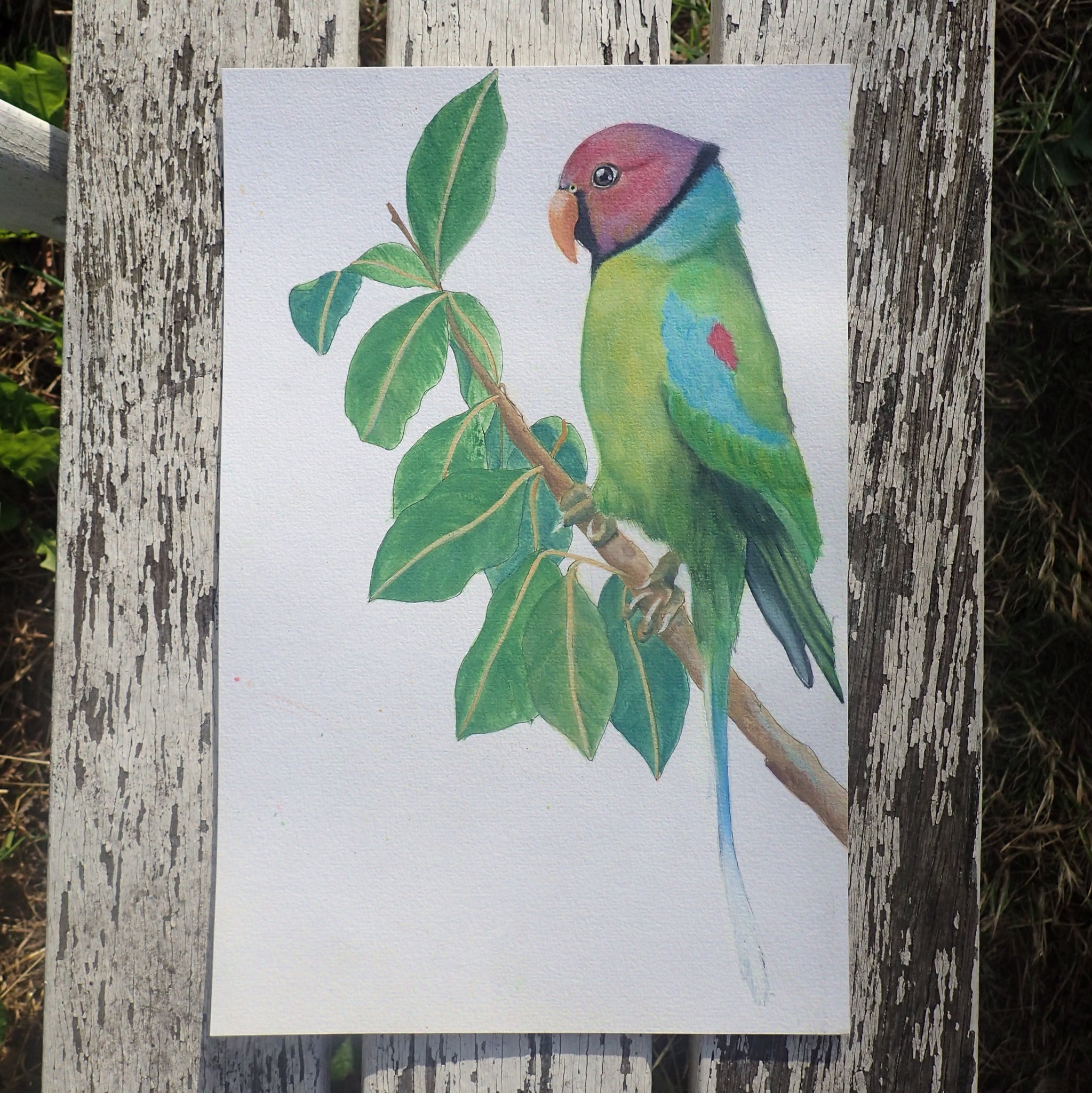 Plum Headed Parakeet Watercolour: Tits, Boobies & Loons
