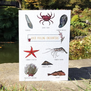 Nature Guide: Rock Pooling Encounters Illustration Blank Greetings Card
