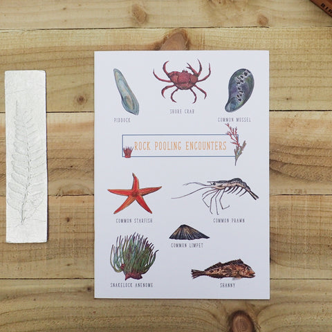 Rock Pooling Encounters A4 Illustrated Lined Notebook