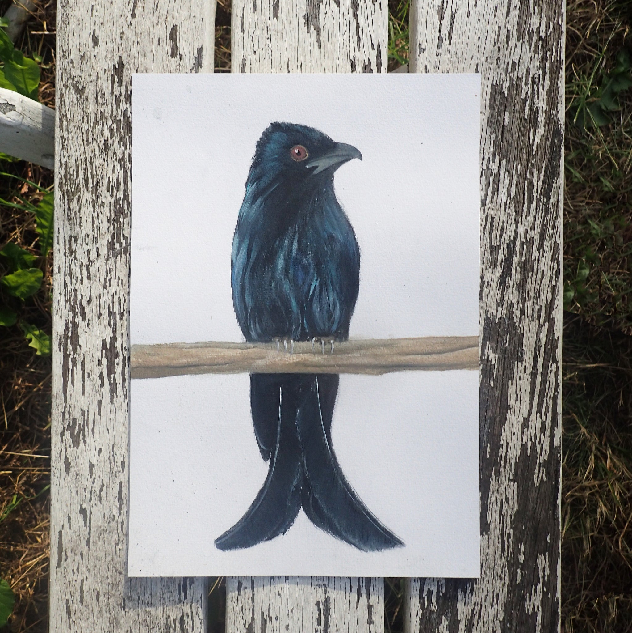 Spangled Drongo Watercolour: Tits, Boobies & Loons