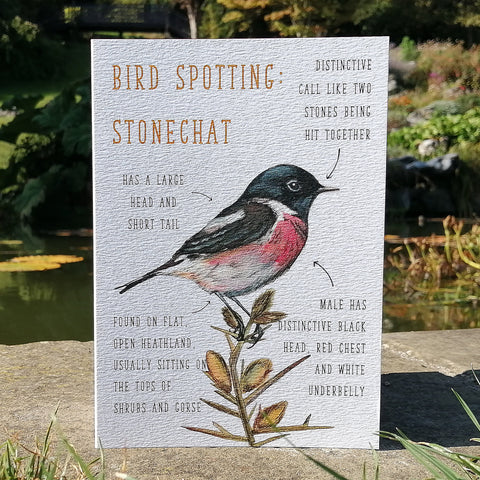 Birdwatching: Stonechat Blank Greetings Card