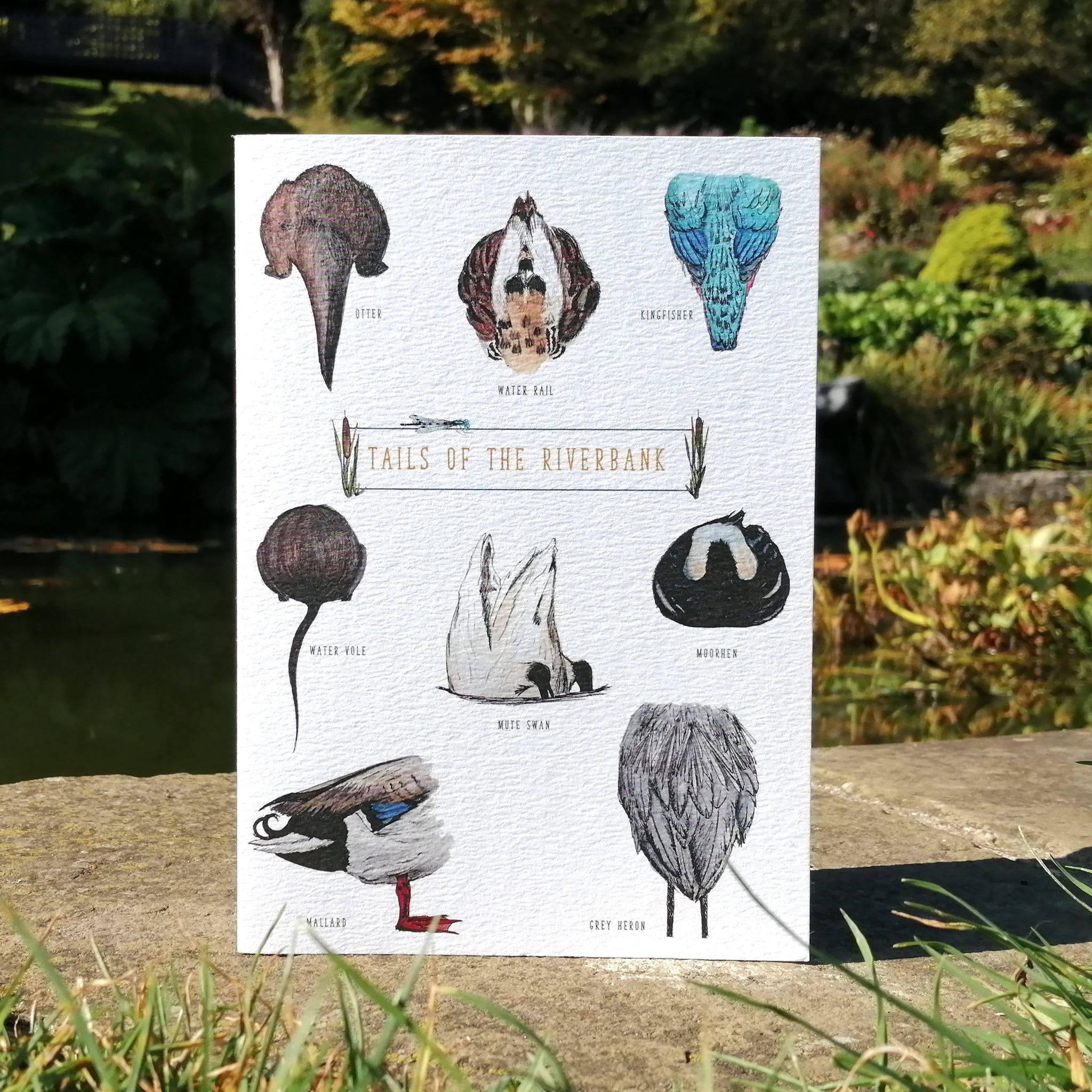 Nature Guide: Tails of the Riverbank Illustration Blank Greetings Card