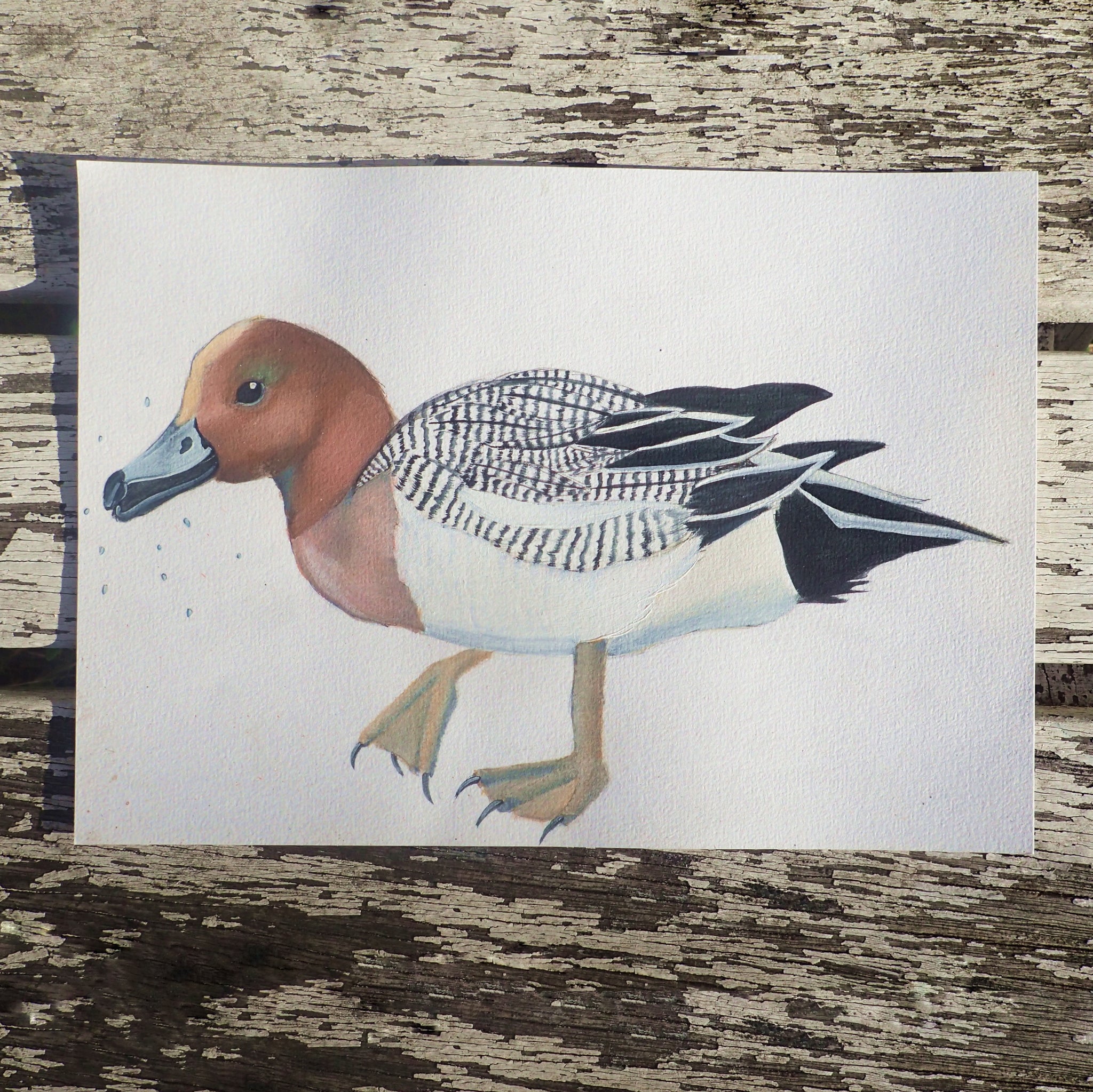 Wigeon Watercolour: Tits, Boobies & Loons